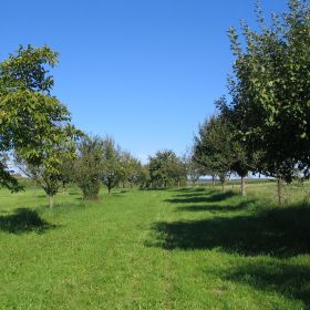 Streuobstwiese Eierklinge