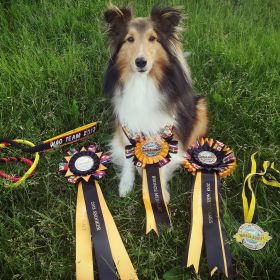 Hochdekoriert: Der WM-Dritte Sheltie Jay