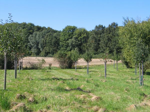 Bild Streuobstwiese Schelmenhölzle