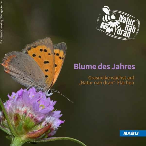 Grasnelke Blume des Jahres