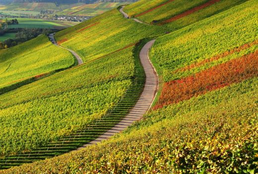 Herbstliche Weinberge rund um Obersulm (Foto R. Mester)