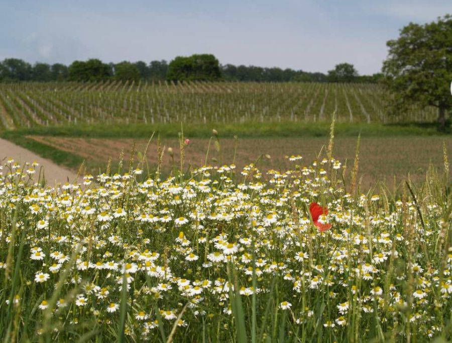 Kräuterwanderung