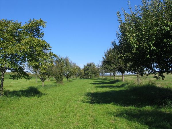 Streuobstwiese Eierklinge