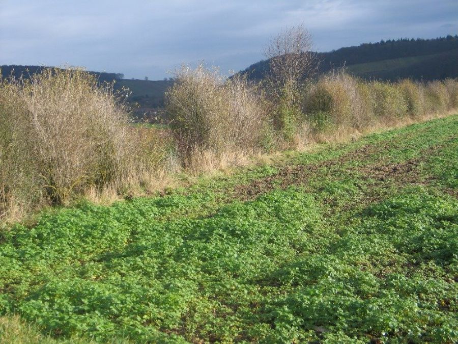 Blick auf ein Grundstück