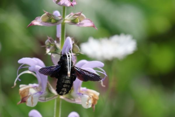  – Eine Blauschwarze Holzbiene besucht eine Salbei-Blüte. Foto: NABU/U. Prietzel