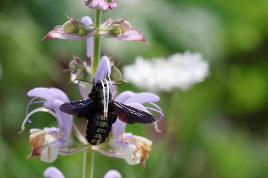 – Eine Blauschwarze Holzbiene besucht eine Salbei-Blüte. Foto: NABU/U. Prietzel