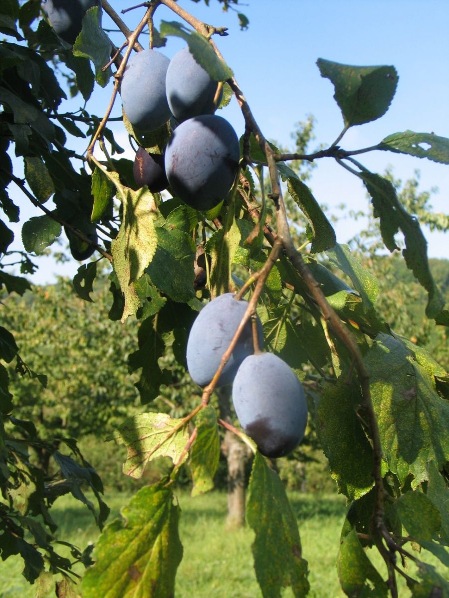 Zwetschgenbaum