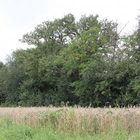 Birnbaum in der Aurainhohle bei Willsbach – Der mächtige Birnbaum soll wegen seiner landschaftstypischen Kennzeichnung und Eigenart erhalten werden. Das Naturdenkmal wurde im Jahre 1987 voll saniert.