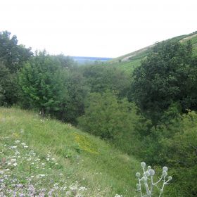 „Wolfsklinge“ mit Hang – Seit dem Jahre 1981 pflegt und betreut die Ortsgruppe Obersulm des Naturschutzbundes Deutschland die als Denkmal geschützte und mitten in der Rebflur gelegene „Wolfsklinge“. Die „Wolfsklinge“ ist ca. 2,1 Hektar groß und gehört der Gemeinde. Durch die Naturdenkmalverordnung vom 18.07.1986 wurde die „Wolfsklinge“ zum Naturdenkmal mit dem Schutzzweck „Erhaltung einer Feldklinge mit besonderer ökologischer Bedeutung – Sicherung des Lebensraumes bestimmter Tiere und seltener Pflanzen“ erklärt. Für die Pflege des Naturdenkmals „Wolfsklinge“ in Obersulm und den Erhalt der dortigen Orchideenflora sowie für Nistkastenprogramme, Amphibienbetreuung, Pflege von Streuobst und Trockenhängen und die Errichtung einer Trockenmauer in einem Weinberg erhielt der NABU Gruppe Obersulm im Jahre 2012 den Kulturlandschaftspreis des Schwäbischen Heimatbundes und des Sparkassenverbandes Baden-Württemberg.