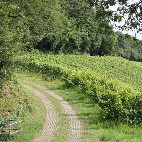 Waldrand am Zeilberg – Das flächenhafte Naturdenkmal „Waldrand am Zeilberg“ dient der Erhaltung des Waldrandes mit Elementen der Steppenheideflora wegen der ökologischen Bedeutung und der Sicherung des Lebensraumes wärmeliebender Tiere und Pflanzen.