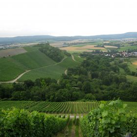 Die „Wolfsklinge“ von oben (mit Altenbergkuppe) – Seit dem Jahre 1981 pflegt und betreut die Ortsgruppe Obersulm des Naturschutzbundes Deutschland die als Denkmal geschützte und mitten in der Rebflur gelegene „Wolfsklinge“. Die „Wolfsklinge“ ist ca. 2,1 Hektar groß und gehört der Gemeinde. Durch die Naturdenkmalverordnung vom 18.07.1986 wurde die „Wolfsklinge“ zum Naturdenkmal mit dem Schutzzweck „Erhaltung einer Feldklinge mit besonderer ökologischer Bedeutung – Sicherung des Lebensraumes bestimmter Tiere und seltener Pflanzen“ erklärt. Für die Pflege des Naturdenkmals „Wolfsklinge“ in Obersulm und den Erhalt der dortigen Orchideenflora sowie für Nistkastenprogramme, Amphibienbetreuung, Pflege von Streuobst und Trockenhängen und die Errichtung einer Trockenmauer in einem Weinberg erhielt der NABU Gruppe Obersulm im Jahre 2012 den Kulturlandschaftspreis des Schwäbischen Heimatbundes und des Sparkassenverbandes Baden-Württemberg.