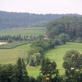 Hohle zum Asangwald – Die Weghohle soll wegen ihrer ökologischen Bedeutung und landschaftstypischen Kennzeichnung erhalten werden.