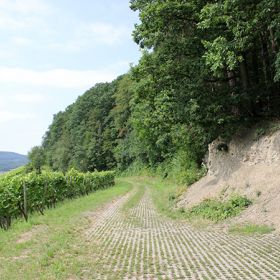 Biotop Steilwand am Zeilberg Affaltrach