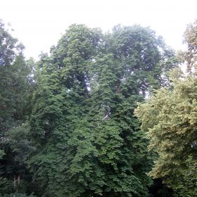 Rosskastanie im Schlosspark Weiler – Rosskastanie im Schlosspark WeilerDie Rosskastanie auf der Gemarkung Weiler wurde ca. im Jahr 1650 gepflanzt. Im Jahre 1976 wurden fünf Hauptäste des Naturdenkmals durch Baumpflegemaßnahmen komplett saniert. Diese überaus mächtige Rosskastanie ist aufgrund ihrer Eigenart und Seltenheit unter Schutz gestellt.