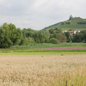 Biotop Schilfröhricht und Großseggenried in Gräben südlich Sülzbach