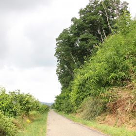 Biotop Feldgehölz nordwestlich Sülzbach