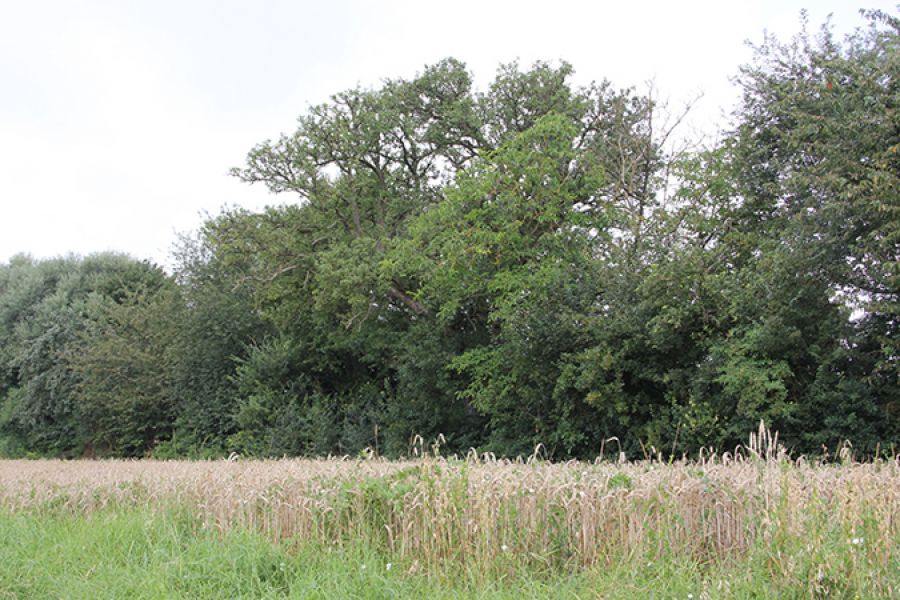 Birnbaum in der Aurainhohle bei Willsbach – Der mächtige Birnbaum soll wegen seiner landschaftstypischen Kennzeichnung und Eigenart erhalten werden. Das Naturdenkmal wurde im Jahre 1987 voll saniert.