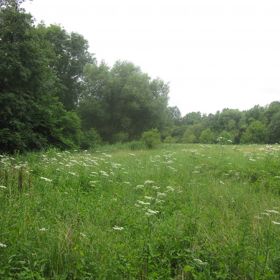 Feuchtgebiet „Greutwiesen“ Willsbach – Feuchtgebiete sind Flächen, die teilweise mit flachem Wasser ständig bedeckt sind, wie z. B. Moore, Sümpfe, Nasswiesen und unbebaute Bach- und Flussabschnitte. Sie sind Lebensraum von seltenen Tieren und Pflanzen und somit komplexe und produktive Ökosysteme. Die Grundstücke im Feuchtgebiet „Greutwiesen“ wurden von der Gemeinde Obersulm im Jahre 1983 mit einem Landeszuschuss gekauft. Das Feuchtgebiet „Greutwiesen“ dient der Erhaltung eines ökologisch bedeutsamen Feuchtgebietes am Seebächle mit mehreren Tümpeln und der Sicherung des Lebensraumes wassergebundener Tiere und Pflanzen.