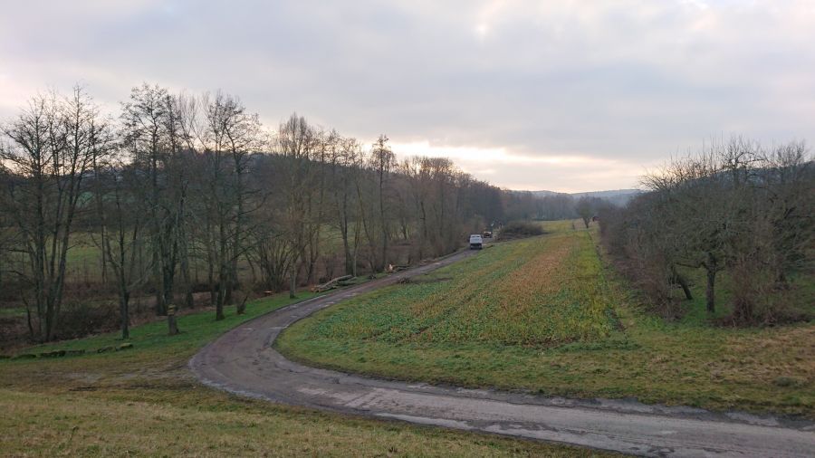 Gehölzpflege 1