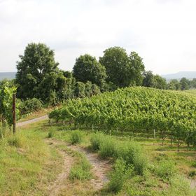 Weghohle nördlich des Autals – Die Weghohle soll wegen ihrer ökologischen Bedeutung und landschaftstypischen Kennzeichnung erhalten werden.