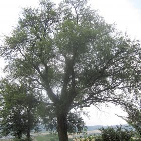 Geschützter Birnbaum in den Weinbergen bei Sülzbach – Dieser landschaftsprägende Birnbaum in der Rebfläche im Gewann Rauhberg ist wegen seiner Eigenart unter Schutz gestellt.