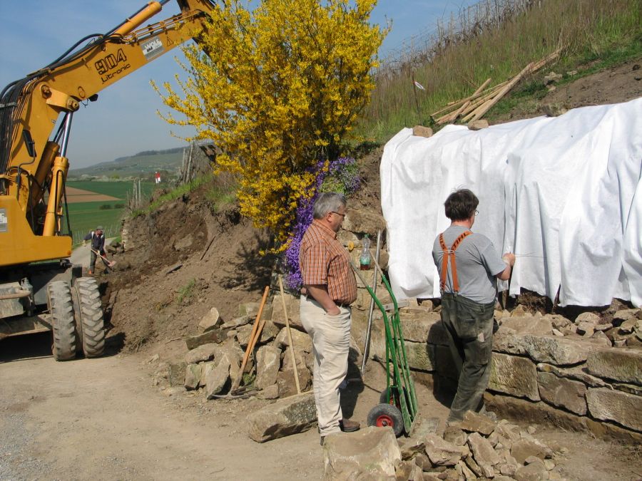 Sanierung von Trockenmauern zum Schutz der Mauereidechse